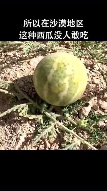 吃沙漠瓜的视频大全,视频大全带你领略独特风味