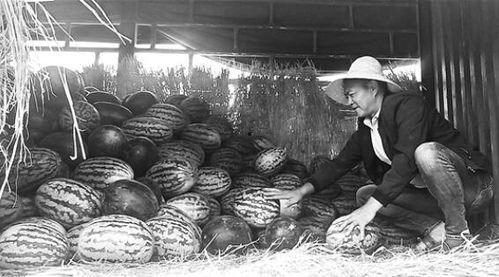 开封吃瓜群众事件视频,一场网络舆论的风暴与反思