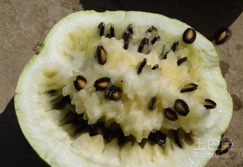 孕妇吃打籽瓜好不好呢视频,孕妇吃打籽瓜的好处与注意事项