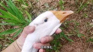 瓜娃子吃瓜视频,揭秘网络热门视频背后的故事