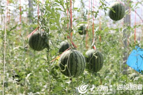 天水最新吃瓜事件视频大全,视频大全揭秘网络热点瞬间