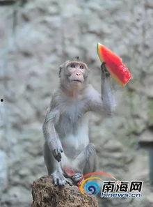 动物园吃冰瓜的视频,冰瓜盛宴萌态十足