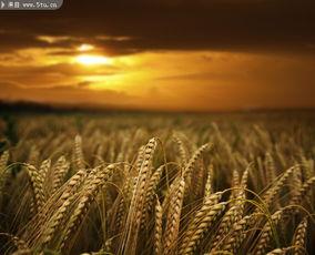 麦田吃瓜的视频素材,揭秘田间趣味瞬间