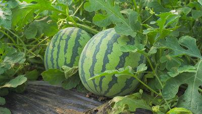 陈学平吃瓜视频,揭秘娱乐圈幕后故事