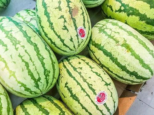 吃瓜只吃瓜尖的视频素材,揭秘吃瓜只吃尖的秘密