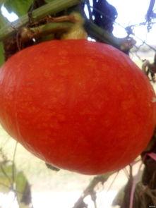 全程吃瓜现场直播视频,揭秘吃瓜现场幕后真相