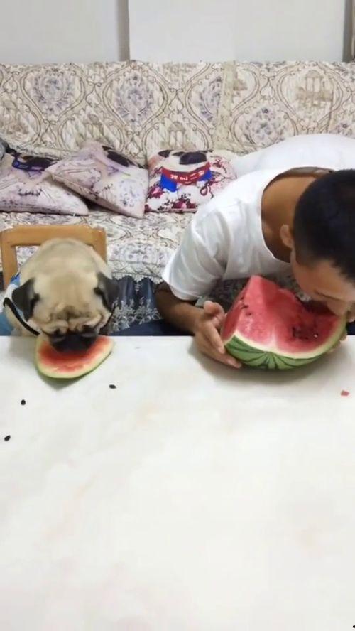 搞笑吃瓜超级爆笑视频,带你领略爆笑瞬间