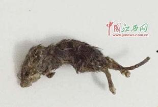 变异老鼠吃瓜视频大全播放,奇观瞬间，揭秘神秘生物世界