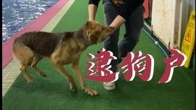 柯基可以吃小瓜嘛视频,小瓜的适宜程度揭秘