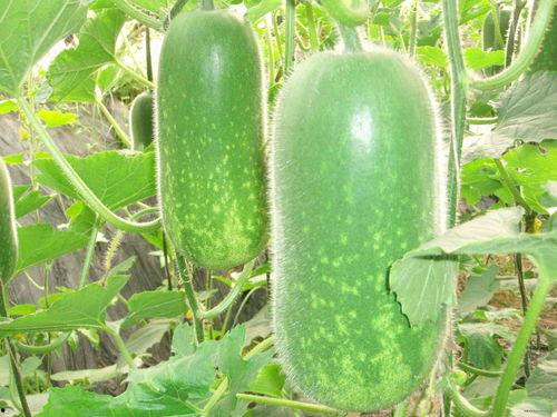 黑龙江情侣吃瓜视频大全,趣味横生的甜蜜瞬间