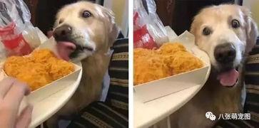 吃瓜被抓到狗狗视频