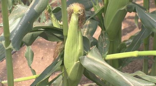 吃玉米瓜甜视频,揭秘甜蜜背后的种植奥秘