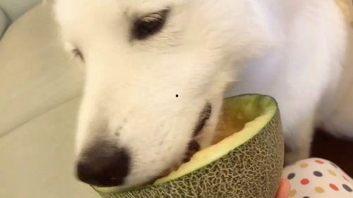 专业吃瓜视频大全集,全网最全吃瓜视频大全集