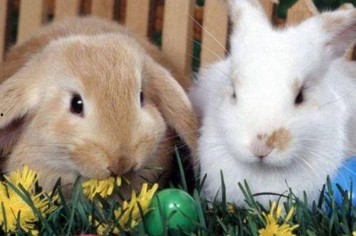 兔子可以吃羊瓜嘛视频讲解,营养与适宜性揭秘