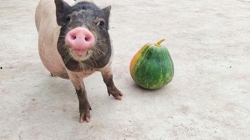 悉尼小猪猪吃瓜视频大全,萌态十足！