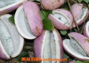 五阿哥吃八月瓜的视频,揭秘民间珍果的魅力