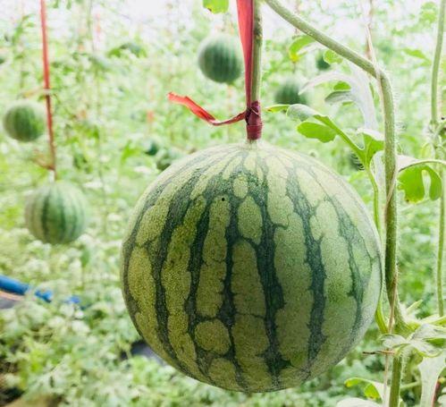 抚州吃瓜事情视频最新版,真相大白，网友热议不断