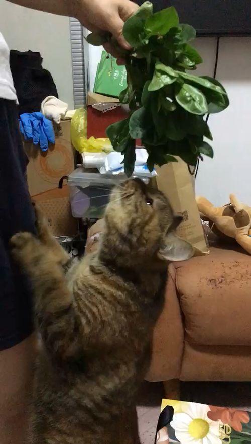 乳瓜可以给猫咪吃吗视频,乳瓜的适宜性探讨