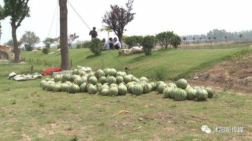 沭阳吃瓜事件视频,一场网络热议的真相揭秘