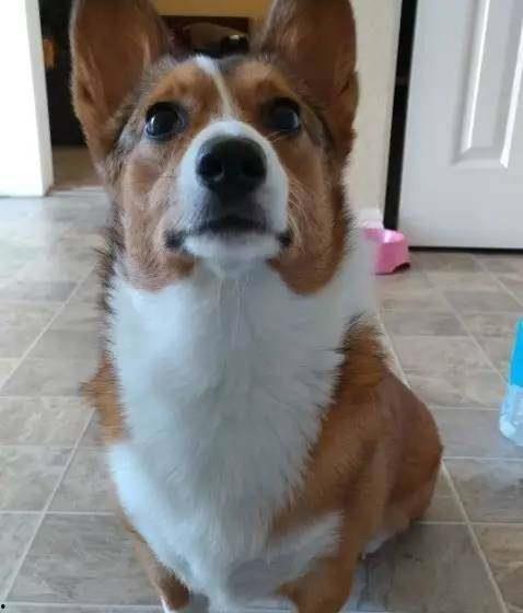 柯基怎么吃瓜视频,趣味视频萌翻网友