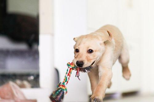 养狗吃瓜的视频大全,养狗日常趣味视频大盘点