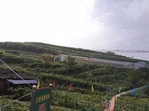 理塘吃瓜事件视频大全,视频大全揭秘网络热议瞬间