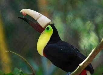 尼加拉瓜吃巨嘴鸟视频大全,视频大全带你领略异国风情