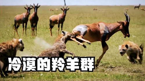 羊吃瓜的视频大全,视频大全趣味集锦