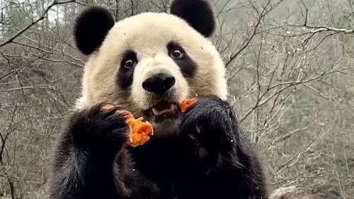 熊猫吃狗头瓜的视频大全,狗头瓜视频大全大揭秘