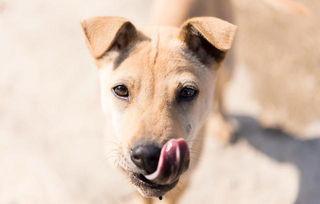 洋瓜狗狗可以吃嘛视频大全,视频大全解析