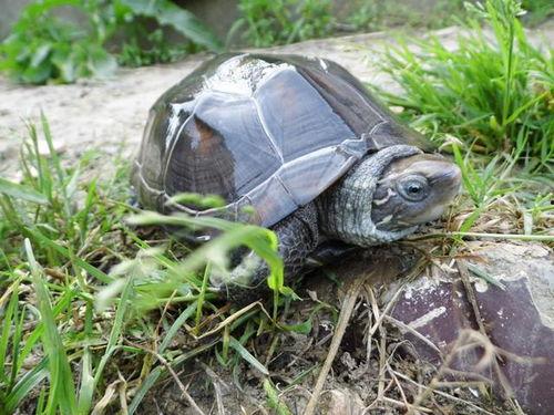 乌龟吃白瓜吗会死吗视频,生死攸关的真相