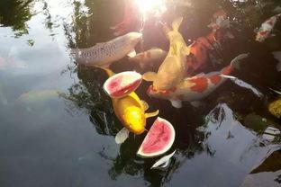 锦鲤附身吃瓜视频