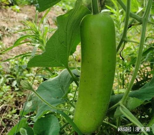 大家晚上吃瓜视频,揭秘大家晚上吃瓜视频的精彩瞬间