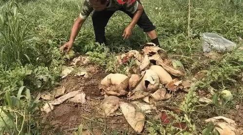 临洮吃瓜最新事件视频