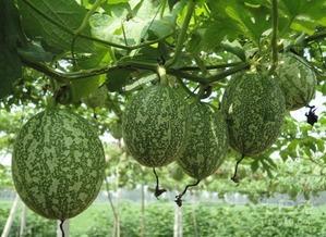 吊瓜芽怎么吃最好视频,视频教你轻松烹饪