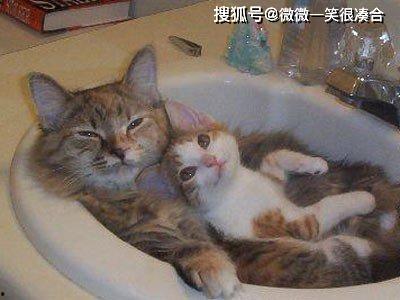 猫可以吃菊瓜吗会死吗视频,生死危机与应对指南