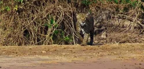 美洲豹吃瓜视频,趣味横生生态瞬间