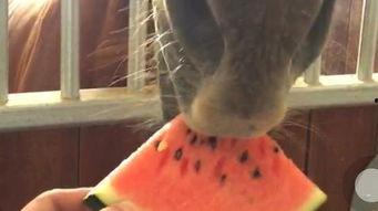 吃瓜拍视频的人是谁啊,吃瓜拍视频背后的神秘人物