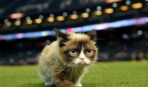 葫芦瓜能给猫吃吗视频讲解,猫咪健康饮食新选择